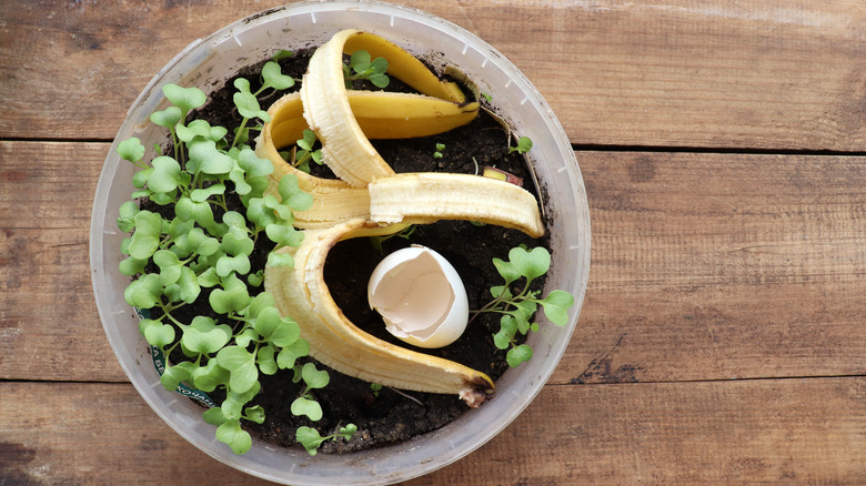 A banana peel in a pot of dirt with a plant