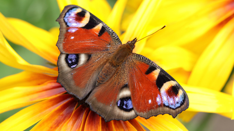 Overhead shot of butterfly on flower