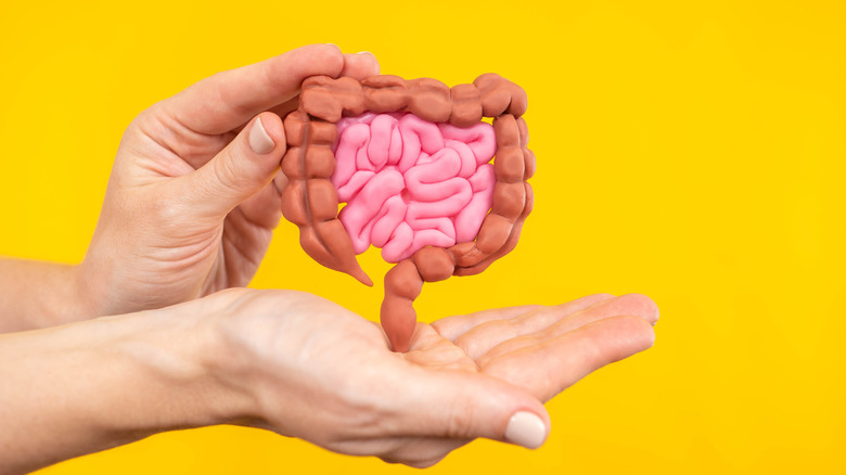 hands hold up a model of large intestine