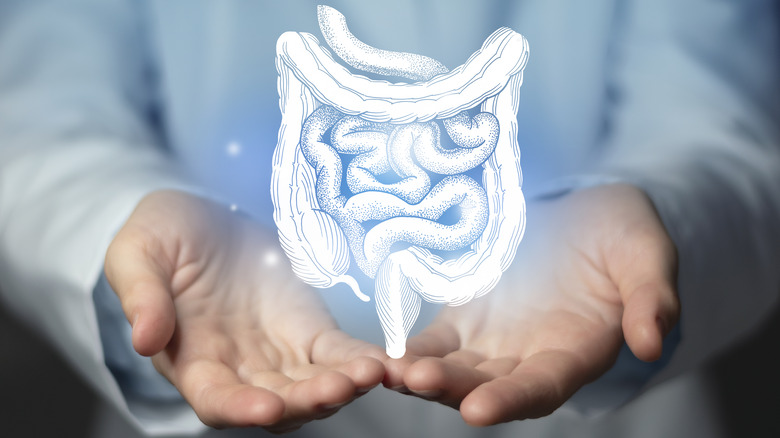 Model of intestines 