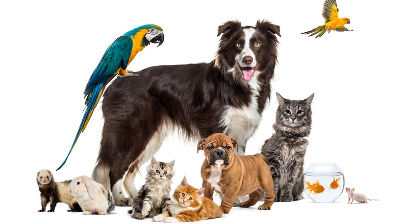 Different types of pets on white background