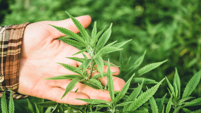 hand touching hemp plant leaves