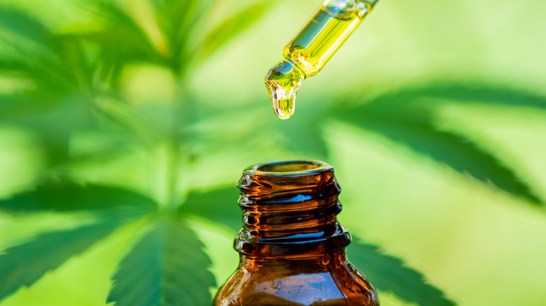 CBD oil with cannabis plant