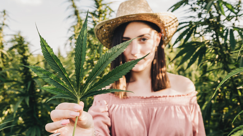female scientist studying marijuana leaves