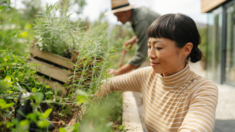 woman tending to her herb garden outdoors