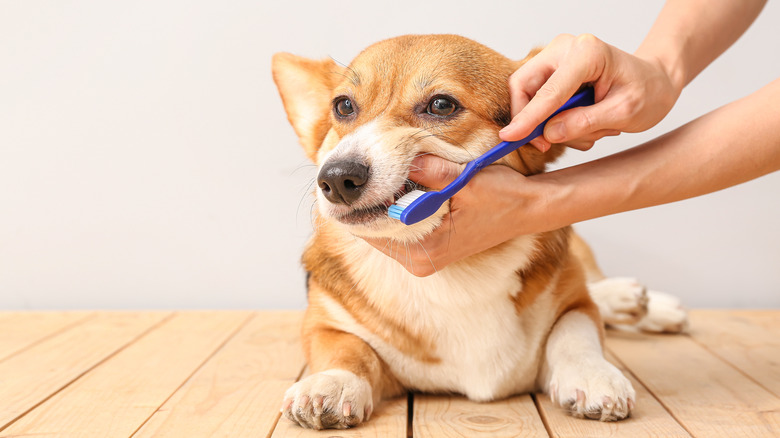 corgi getting teeth brushed