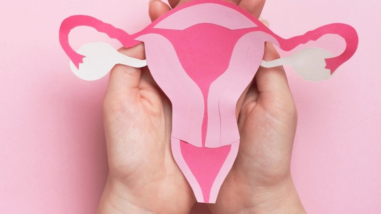 Woman holding reproductive system model