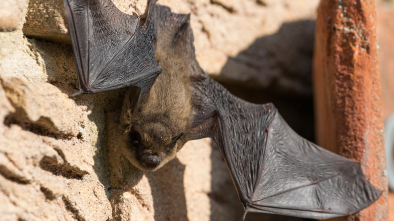 Bat hanging on wall