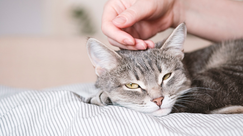 A gray striped cat lies on the bed with hand petting it