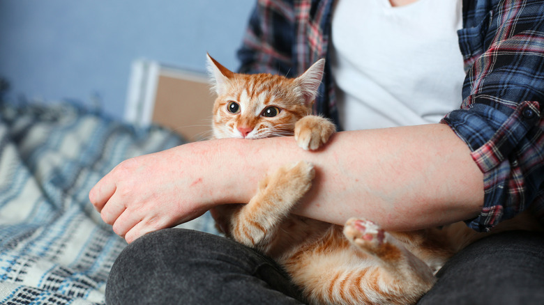 Young domestic red cat bites woman's hand