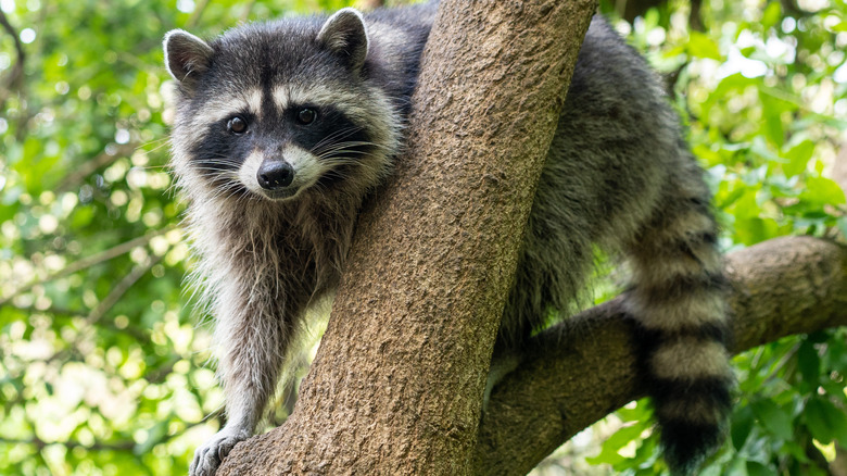 Raccoon in tree