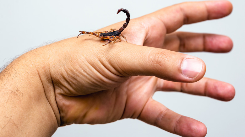 Scorpion crawling on hand