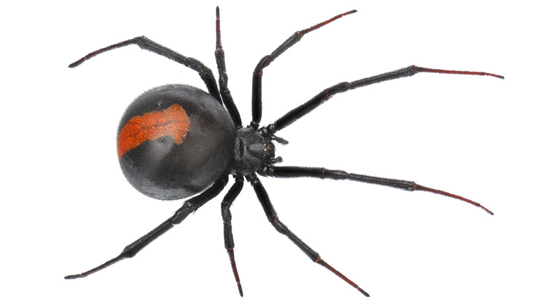 Image of a black widow spider on white background