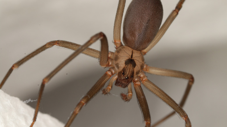 Close up of a brown recluse spider