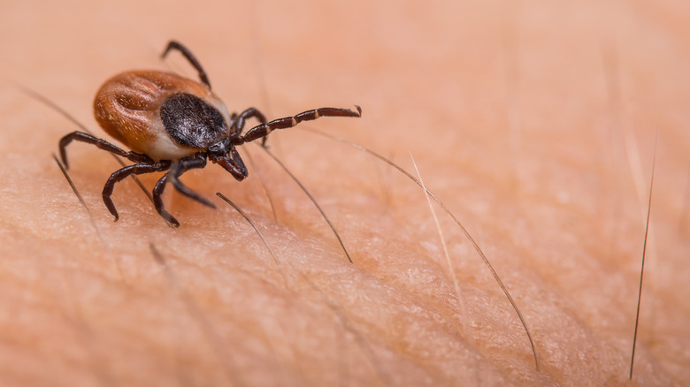 Close up of tick on skin