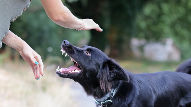 woman petting a dog