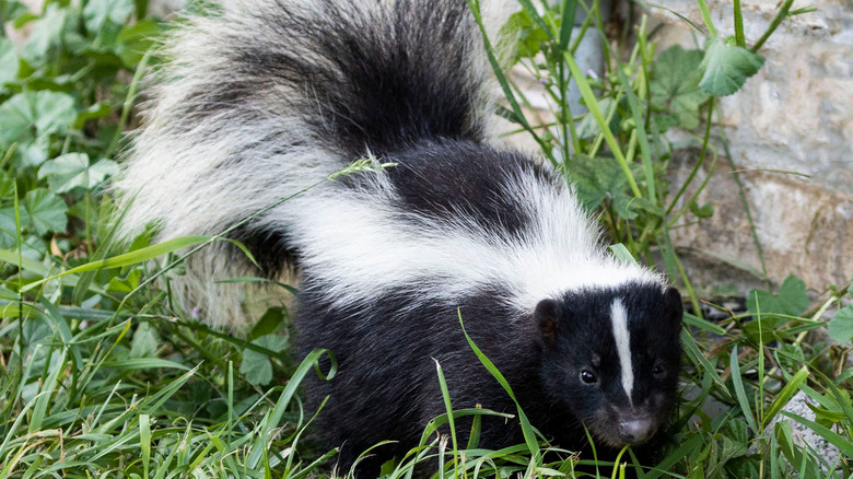 Skunk