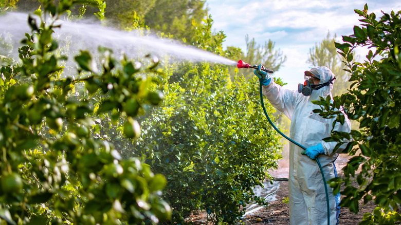 man spraying pesticides