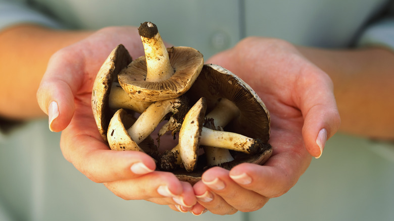 Hands holding mushrooms