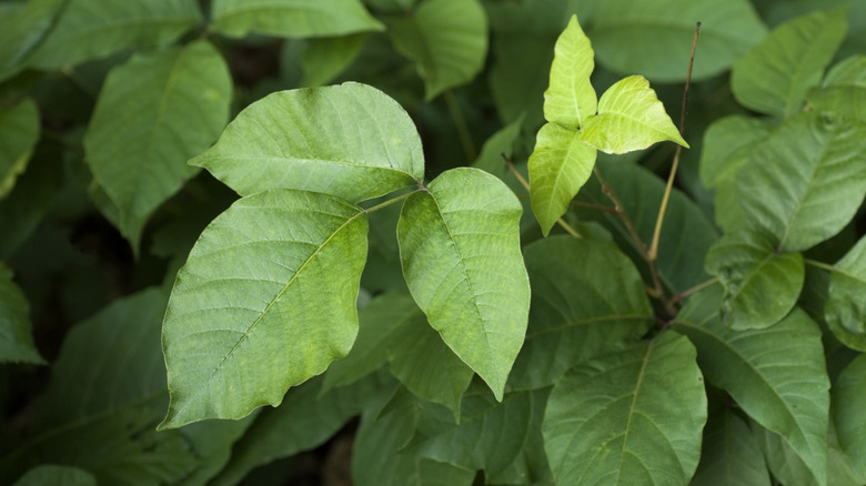 Poison ivy plant