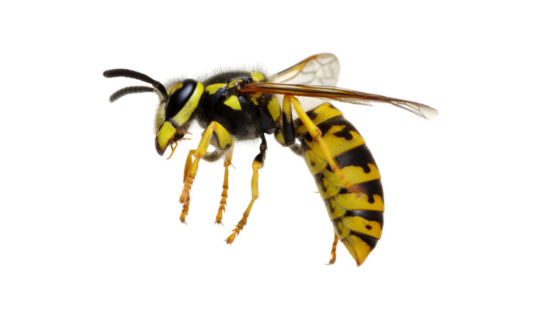 Wasp isolated on white background