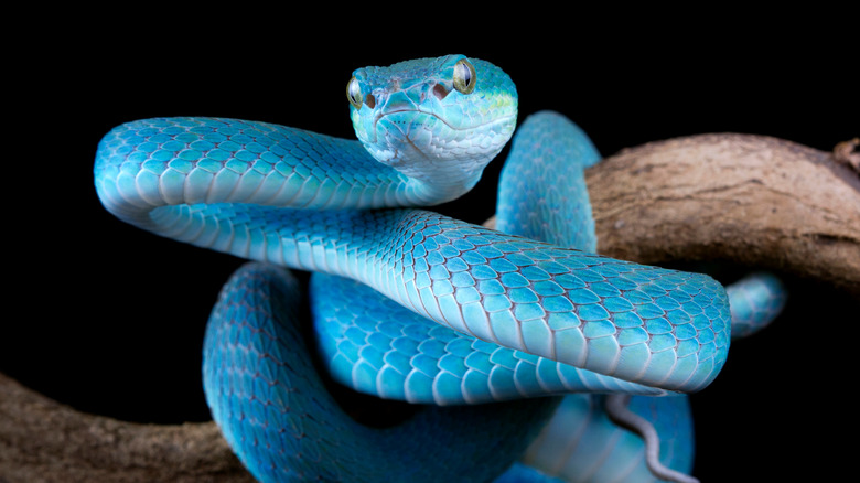 Blue viper snake on a branch
