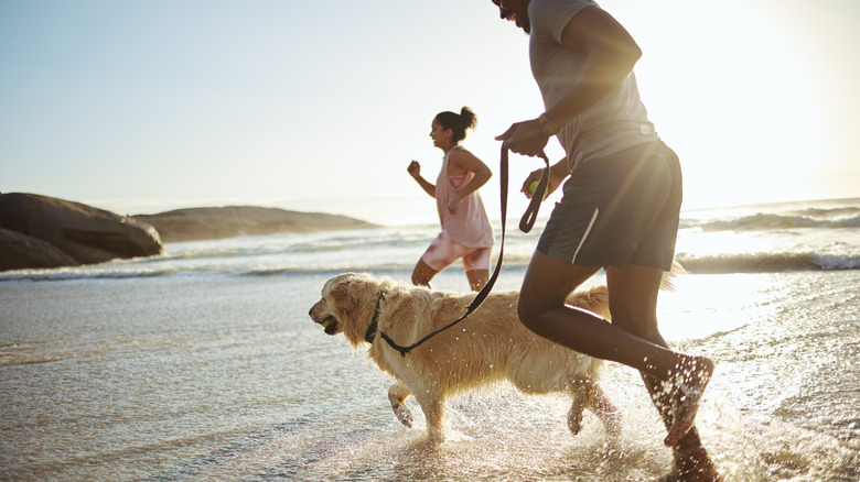 couple walking dog on beach