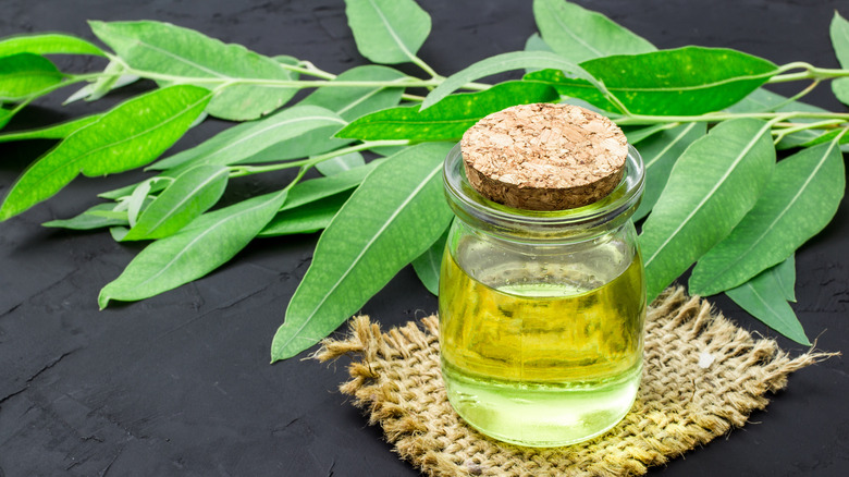 eucalyptus essential oil surrounded by eucalyptus leaves