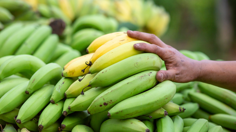 green and yellow bananas