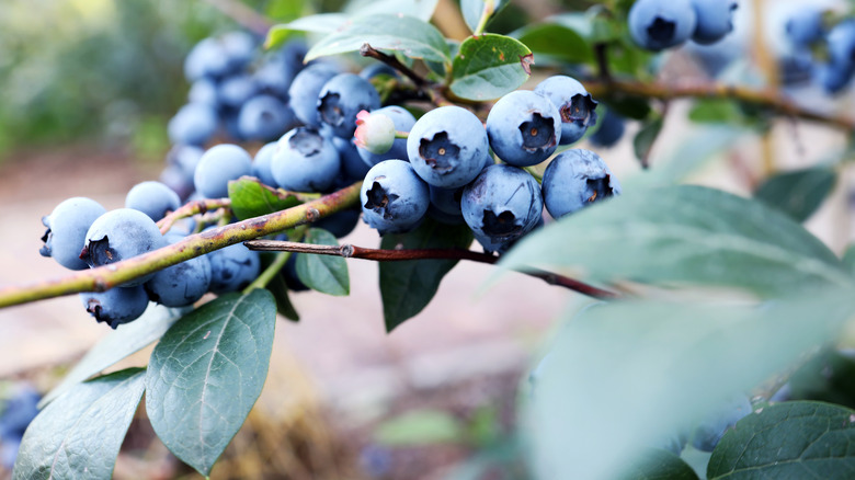 blueberries on a bush