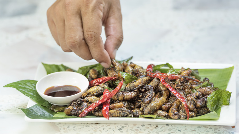 Cicadas cooked on a plate