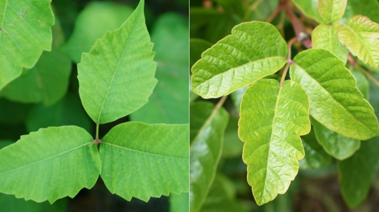 poison ivy and poison oak