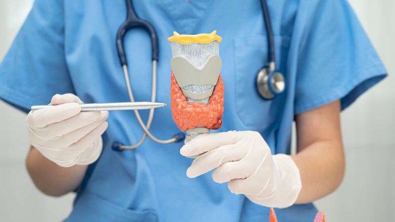 medical personnel showing model of thyroid gland