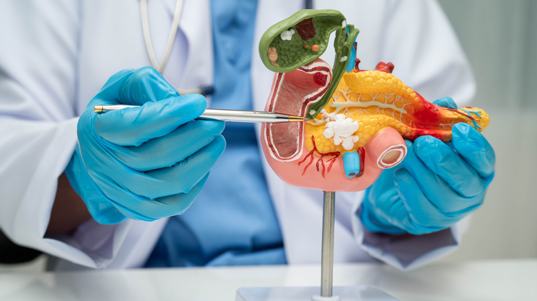 A doctor with gloves pointing to a model of the pancreas