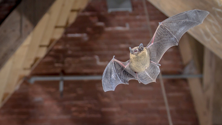 A bat flying in an attic