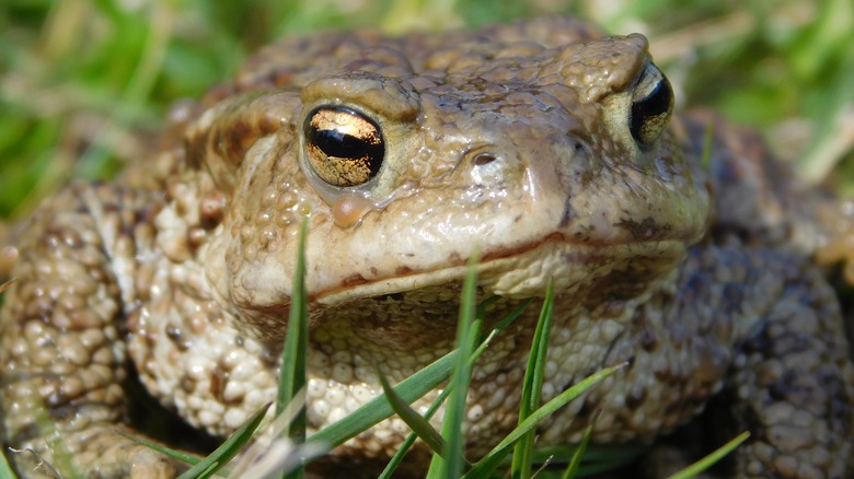 Sonoran desert toad