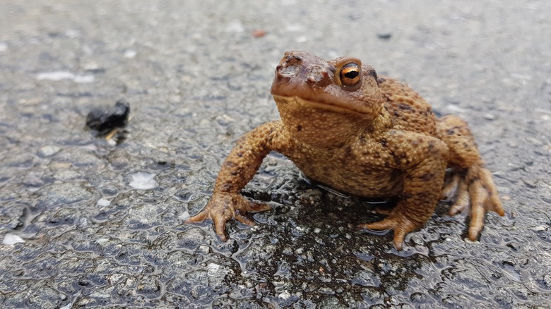 shot of a Colorado River frog