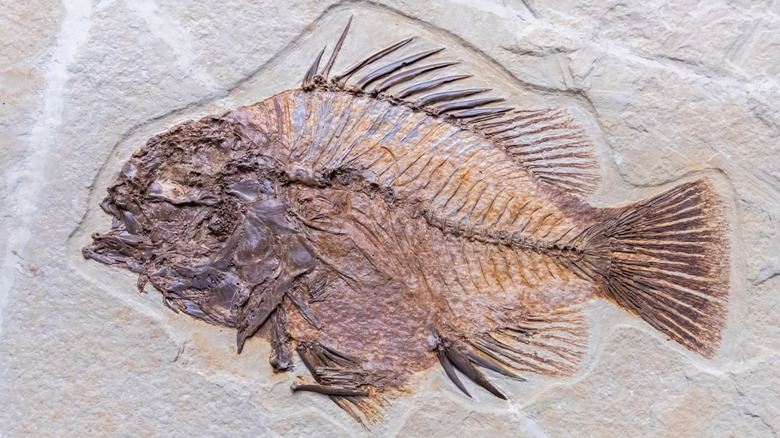 A fossil fish