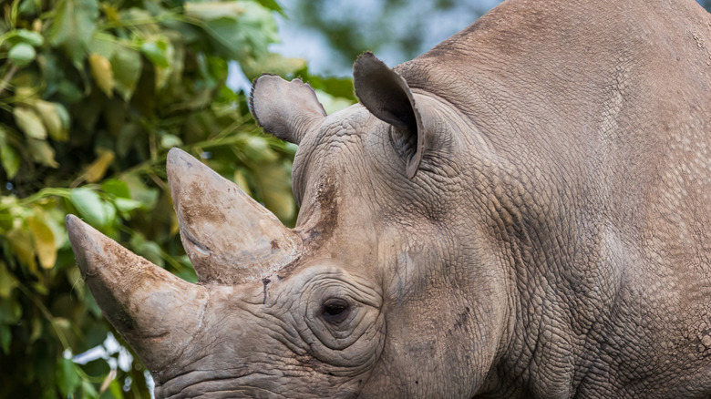 Ears of a rhinoceros