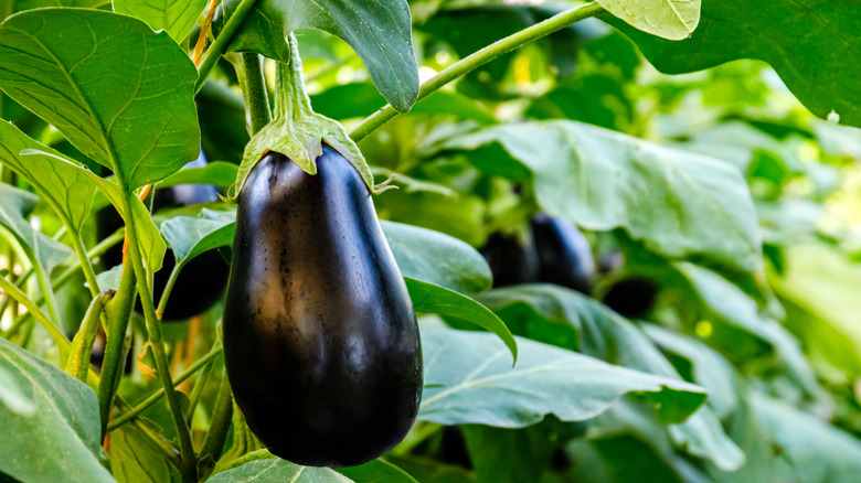 an eggplant on a vine