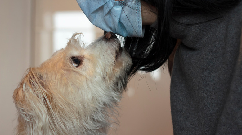 close up of dog sniffing face mask