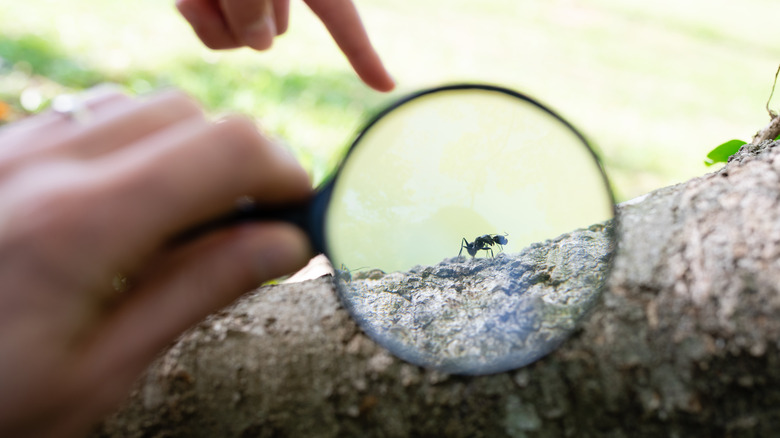 ant under magnifying glass