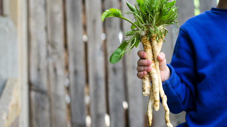 boy holding fresh horseradish