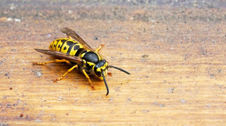 Wasp on a brown wooden background