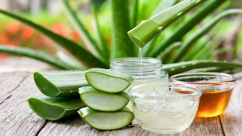 Aloe vera plant leaves and juice