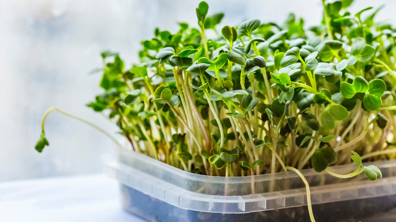 microgreens in a tray