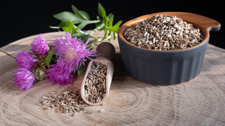 Milk thistle plant with seeds