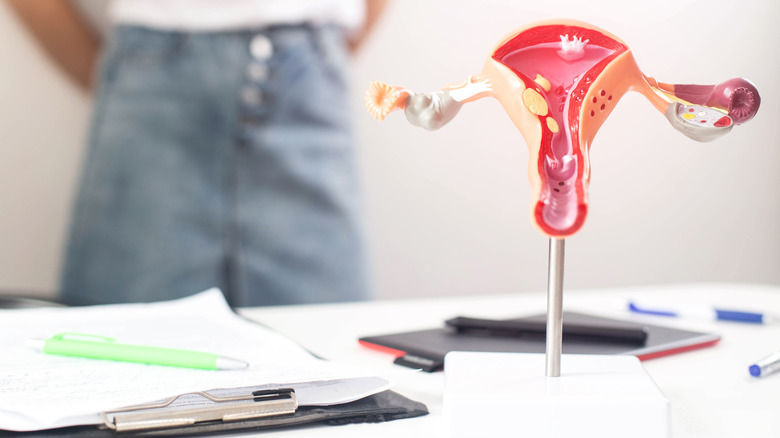 Photograph of a model of a female reproductive system