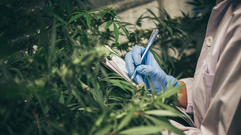 Scientist observing cannabis plants