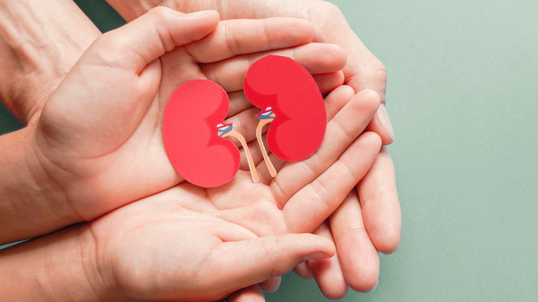 Hands holding kidney picture